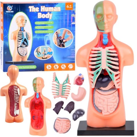 Zestaw edukacyjny Model anatomiczny CIAŁO CZŁOWIEKA + organy 11ele