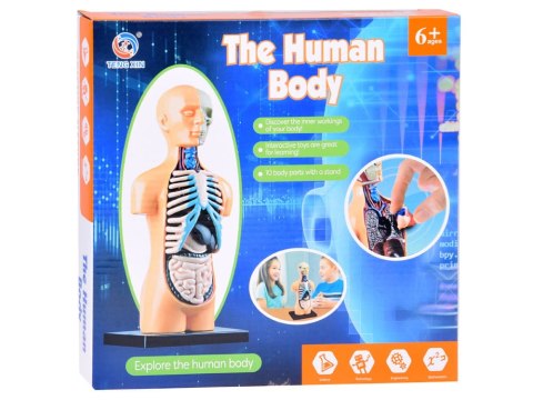 Zestaw edukacyjny Model anatomiczny CIAŁO CZŁOWIEKA + organy 11ele