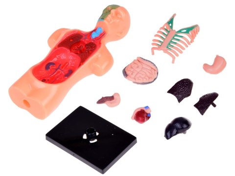 Zestaw edukacyjny Model anatomiczny CIAŁO CZŁOWIEKA + organy 11ele
