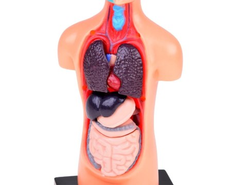 Zestaw edukacyjny Model anatomiczny CIAŁO CZŁOWIEKA + organy 11ele