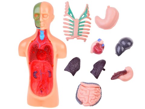 Zestaw edukacyjny Model anatomiczny CIAŁO CZŁOWIEKA + organy 11ele
