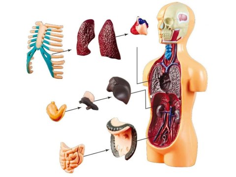 Zestaw edukacyjny Model anatomiczny CIAŁO CZŁOWIEKA + organy 11ele
